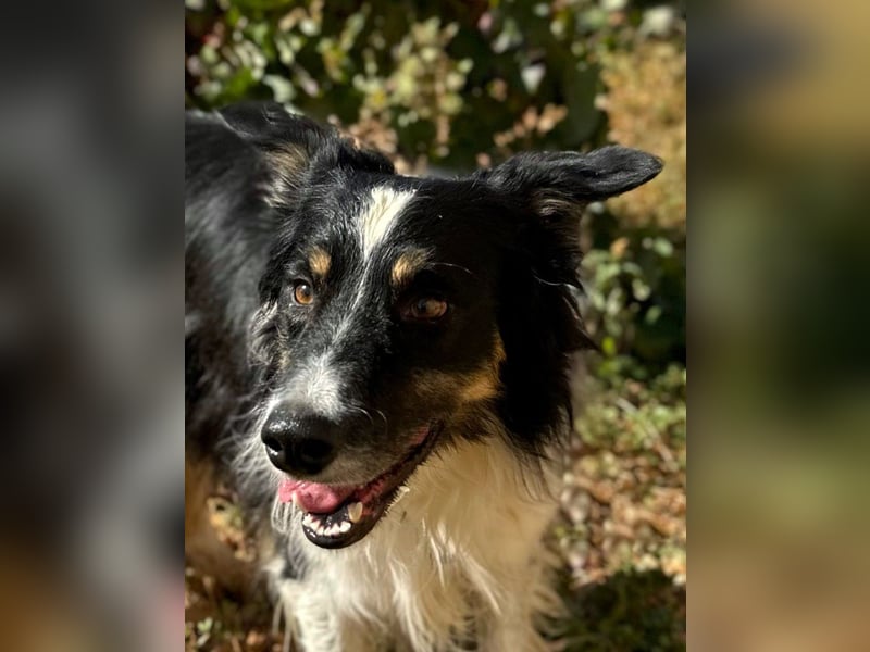 Marshall - Familienhund par excellence