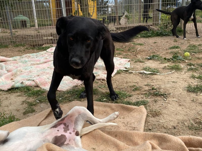 Gwen - Sonnenschein auf vier Pfoten sucht ihr Körbchen
