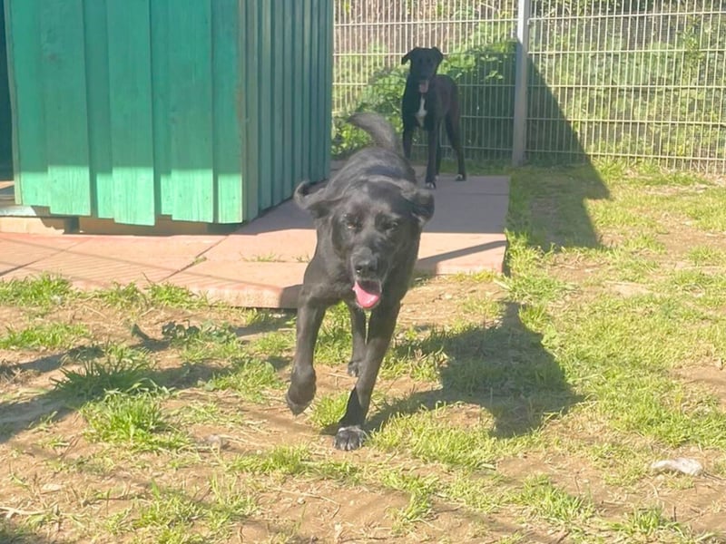 Gwen - Sonnenschein auf vier Pfoten sucht ihr Körbchen