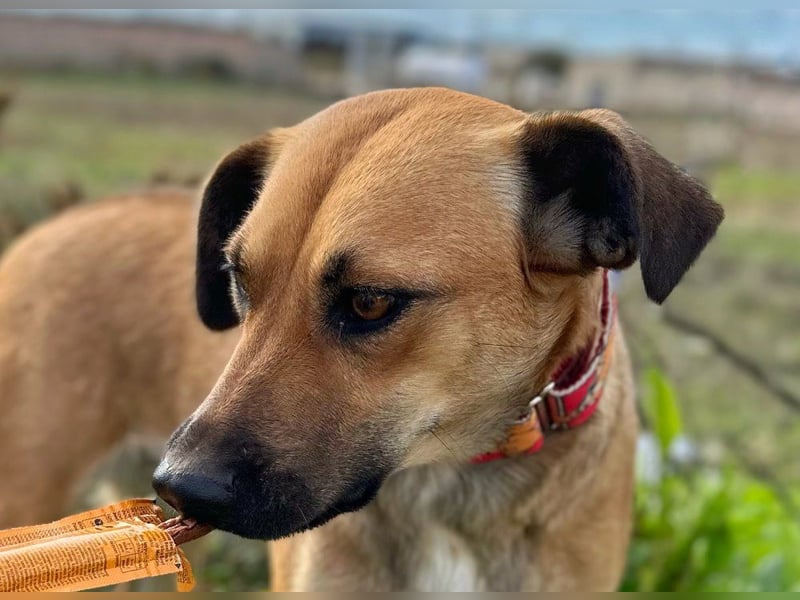 Thalia - liebevolles Kuschelmonster