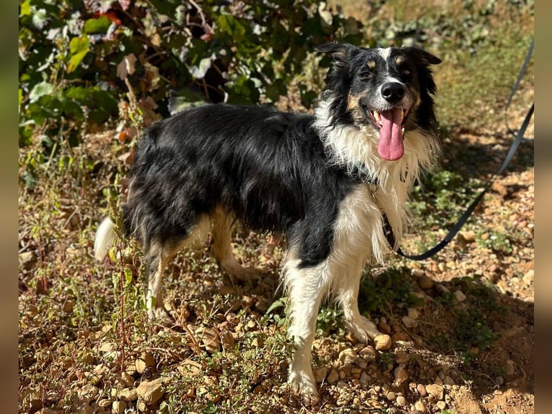 Marshall - Familienhund par excellence