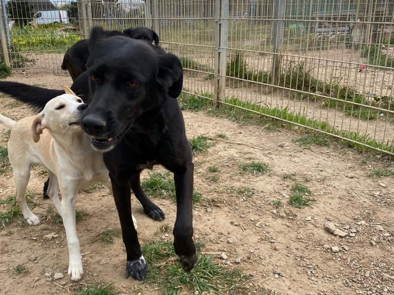 Gwen - Sonnenschein auf vier Pfoten sucht ihr Körbchen