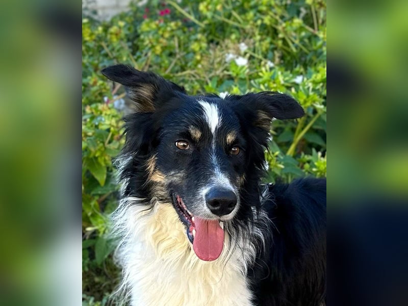 Marshall - Familienhund par excellence