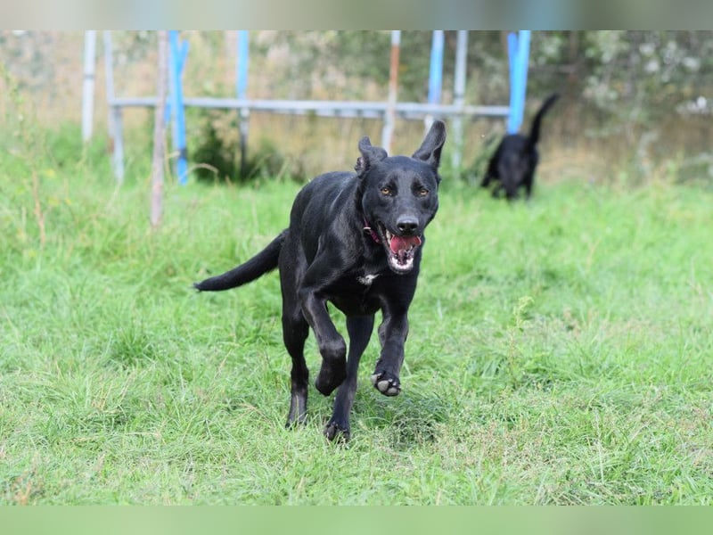 Heidi - tolle Hündin die gelehrig ist und Spaß an Nasenarbeit hat