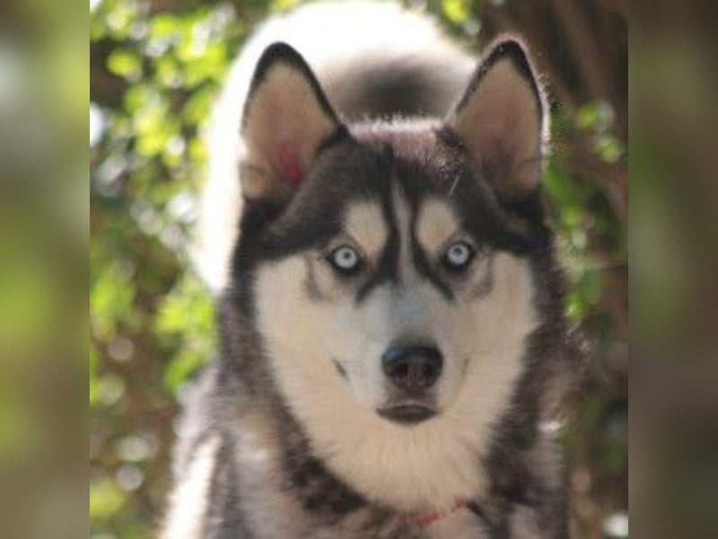 Bonnie - menschenbezogene und verschmuste Husky Hündin