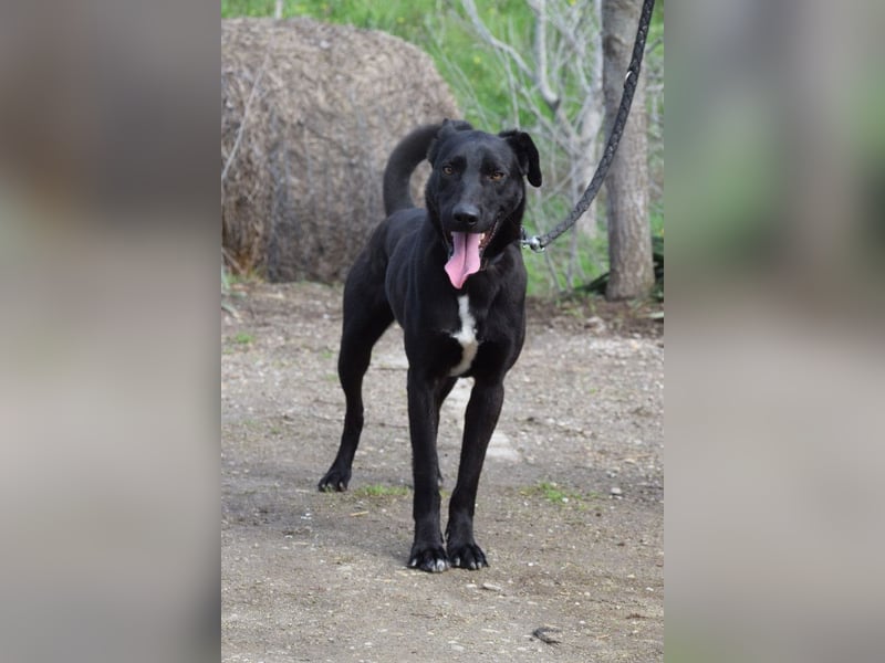 Lacy - freundlicher, aufgeschlossener, neugieriger Rüde