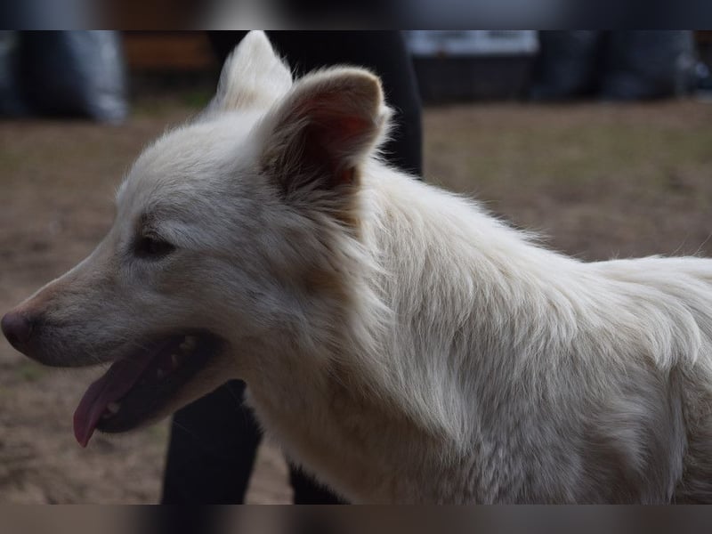Caruso - zeigt sich freundlich, stubenrein und möchte alles kennenlernen