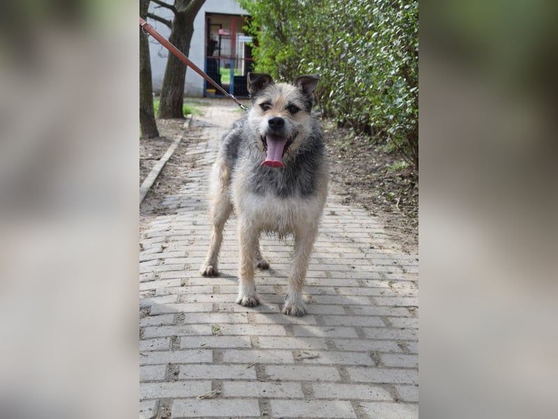 Capone - freundlicher und  menschenbezogener Rüde