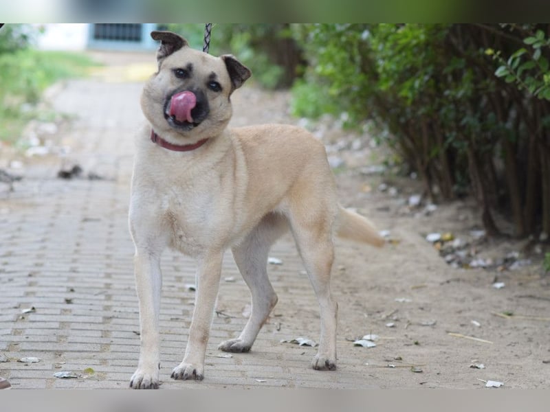 Lisa - freundliche, liebevolle Hündin die anfangs etwas schüchtern ist