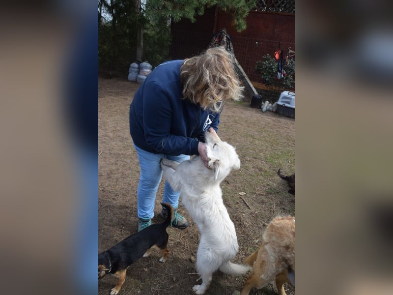 Caruso - zeigt sich freundlich, stubenrein und möchte alles kennenlernen