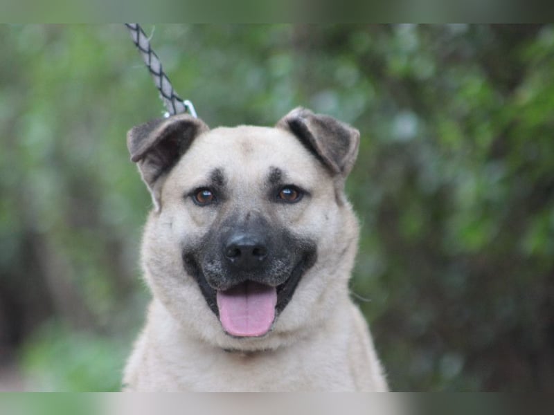 Lisa - freundliche, liebevolle Hündin die anfangs etwas schüchtern ist