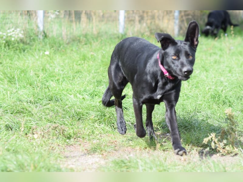 Heidi - tolle Hündin die gelehrig ist und Spaß an Nasenarbeit hat