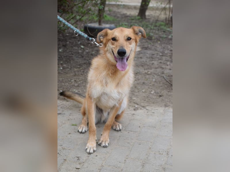 Plum - verschmuster, aufgeschlossener & freundlicher Rüde