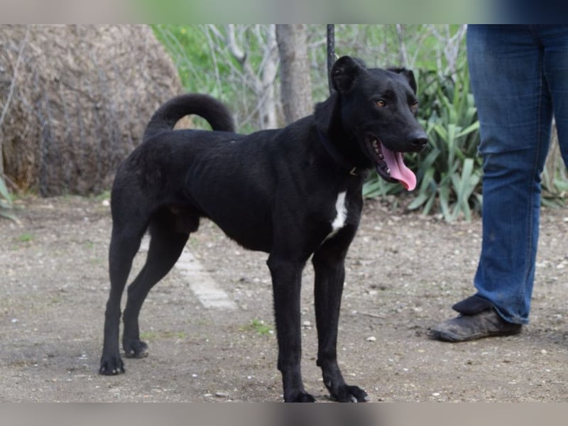 Lacy - freundlicher, aufgeschlossener, neugieriger Rüde