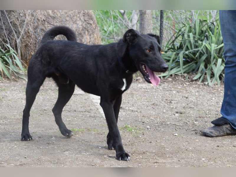 Lacy - freundlicher, aufgeschlossener, neugieriger Rüde