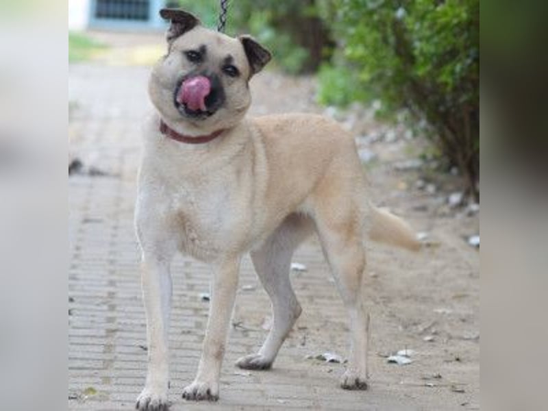 Lisa - freundliche, liebevolle Hündin die anfangs etwas schüchtern ist