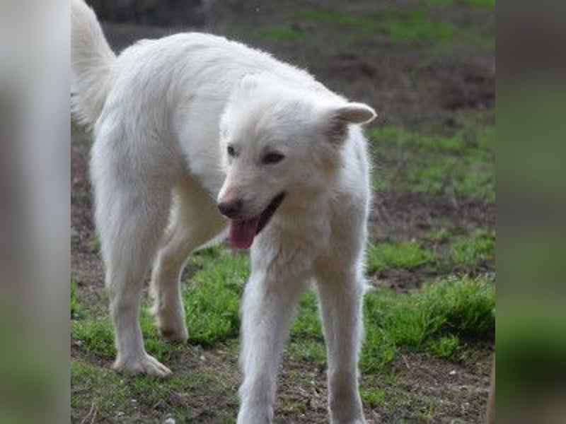 Caruso - zeigt sich freundlich, stubenrein und möchte alles kennenlernen