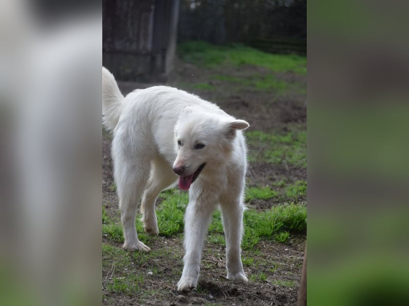 Caruso - zeigt sich freundlich, stubenrein und möchte alles kennenlernen
