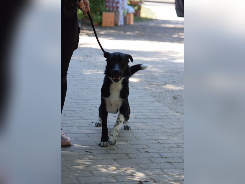 Cäsar - aufgeschlossener, freundlicher Rüde