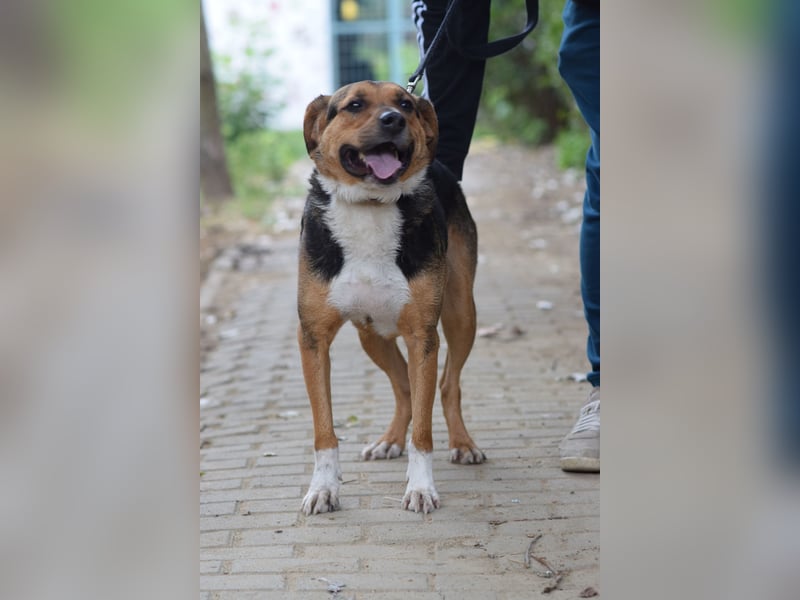 Donut - trotz seiner Größe ein liebenswerter, sanfter und verspielter Rüde