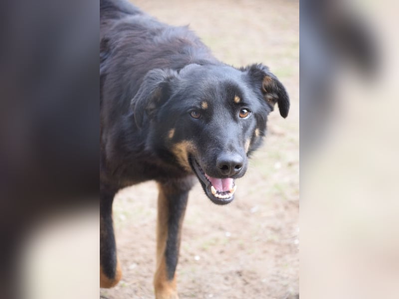 Clyde - sehr  netter freundlicher Rüde der etwas schüchtern ist