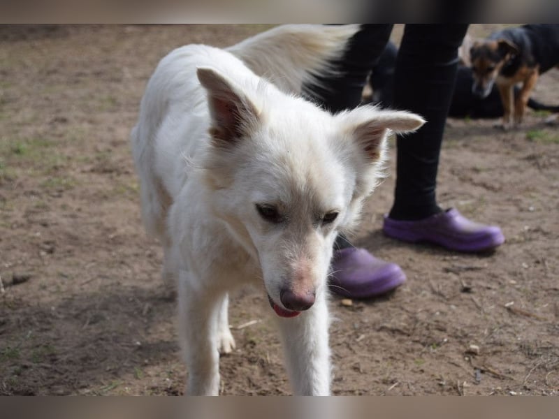 Caruso - zeigt sich freundlich, stubenrein und möchte alles kennenlernen