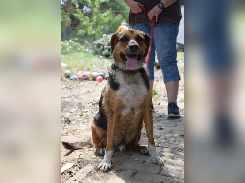 Donut - trotz seiner Größe ein liebenswerter, sanfter und verspielter Rüde