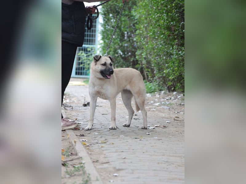 Lisa - freundliche, liebevolle Hündin die anfangs etwas schüchtern ist