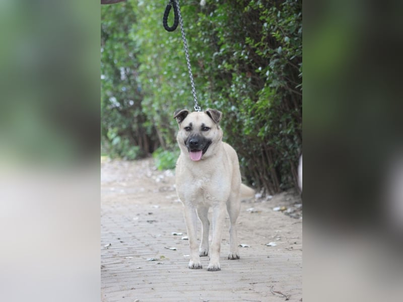 Lisa - freundliche, liebevolle Hündin die anfangs etwas schüchtern ist