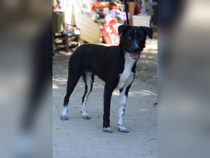 Cäsar - aufgeschlossener, freundlicher Rüde