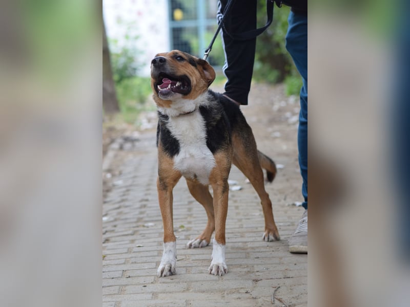 Donut - trotz seiner Größe ein liebenswerter, sanfter und verspielter Rüde