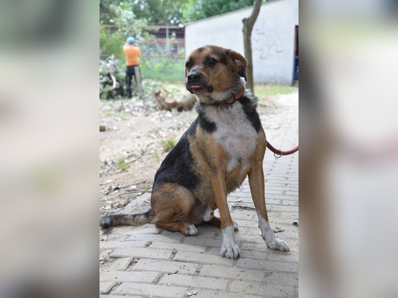 Donut - trotz seiner Größe ein liebenswerter, sanfter und verspielter Rüde