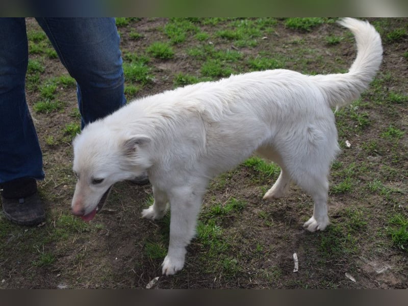 Caruso - zeigt sich freundlich, stubenrein und möchte alles kennenlernen