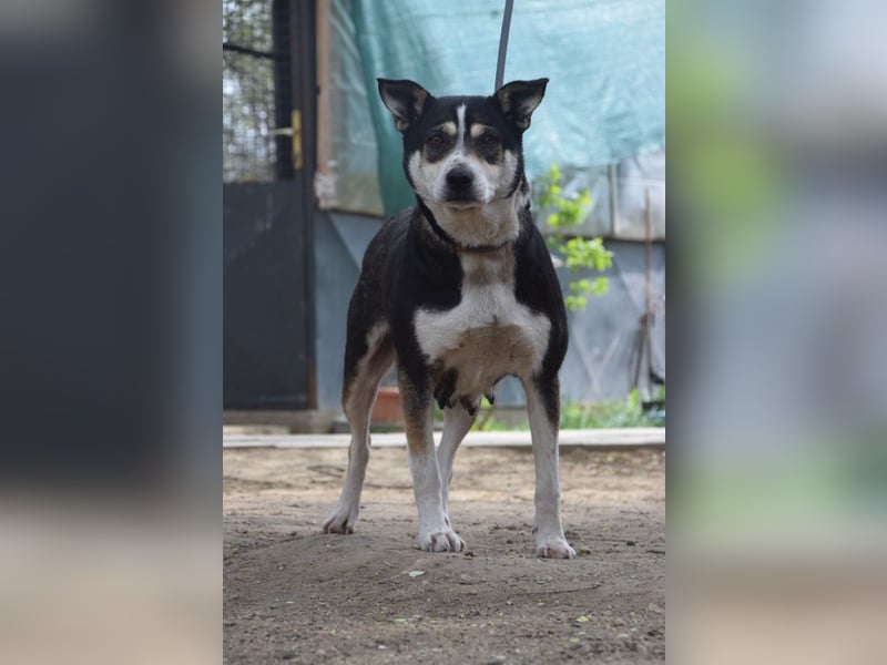 Ayana - liebevolle Hündin, freundlich & verschmust