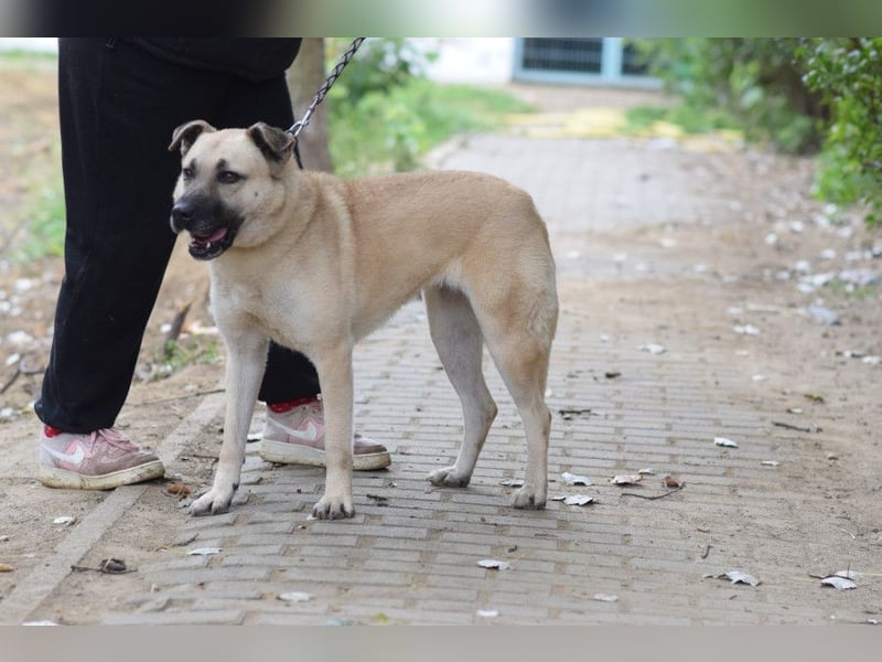 Lisa - freundliche, liebevolle Hündin die anfangs etwas schüchtern ist