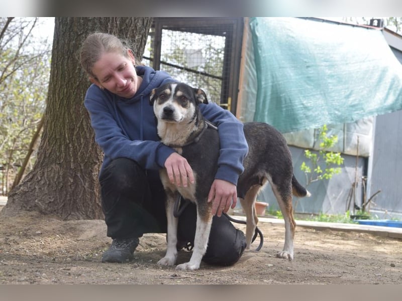 Ayana - liebevolle Hündin, freundlich & verschmust