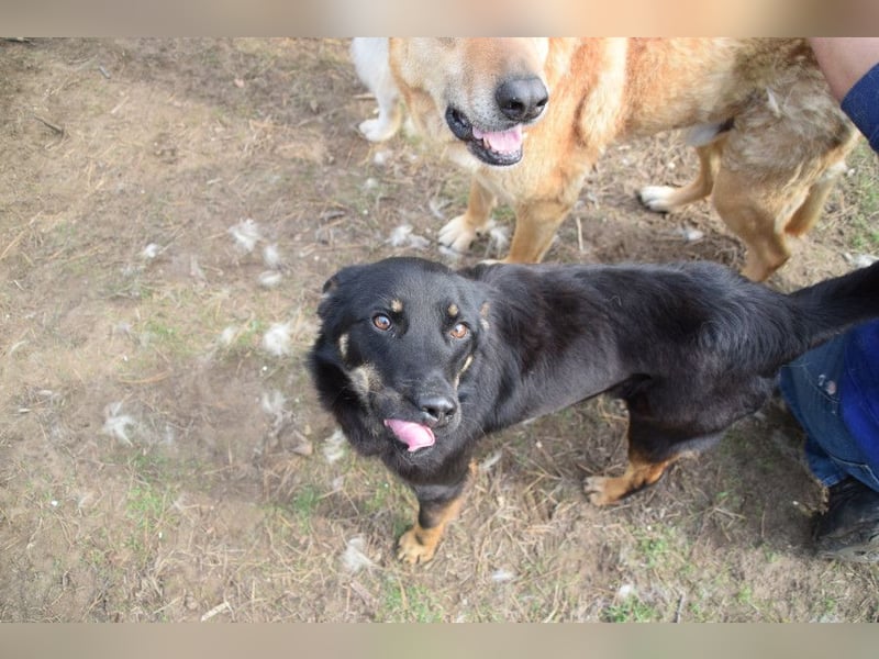 Clyde - sehr  netter freundlicher Rüde der etwas schüchtern ist