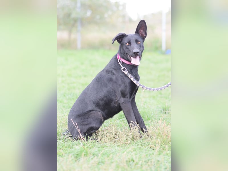 Heidi - tolle Hündin die gelehrig ist und Spaß an Nasenarbeit hat