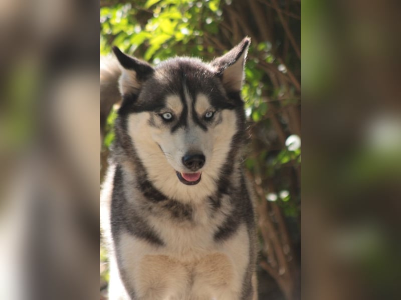 Bonnie - menschenbezogene und verschmuste Husky Hündin