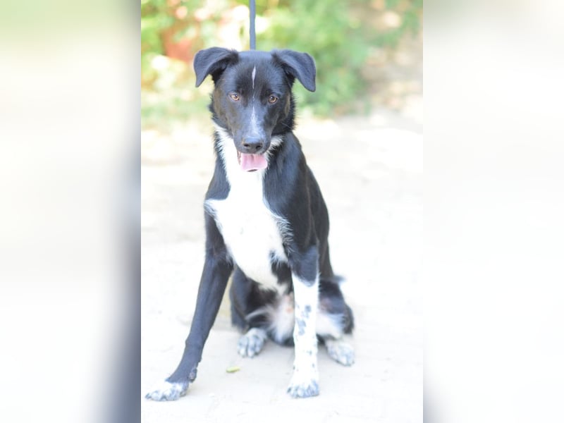 Cäsar - aufgeschlossener, freundlicher Rüde