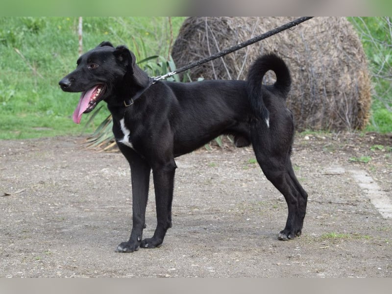 Lacy - freundlicher, aufgeschlossener, neugieriger Rüde