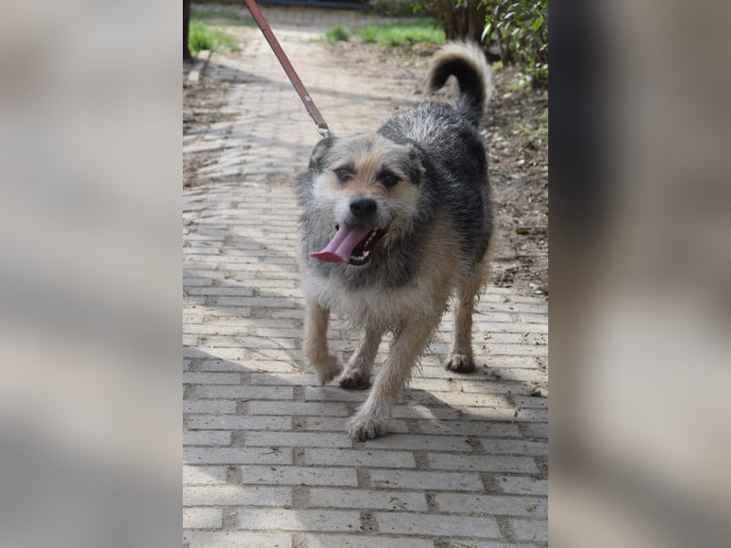 Capone - freundlicher und  menschenbezogener Rüde