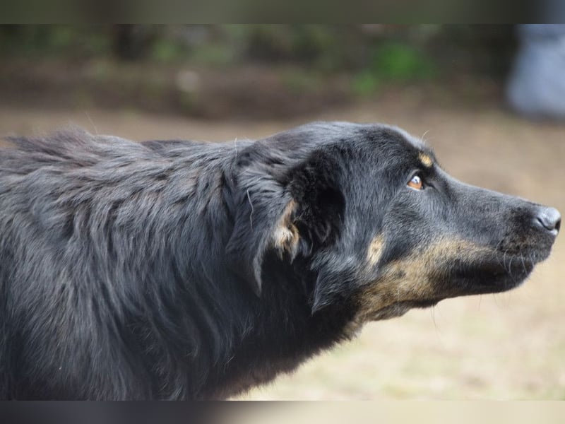 Clyde - sehr  netter freundlicher Rüde der etwas schüchtern ist