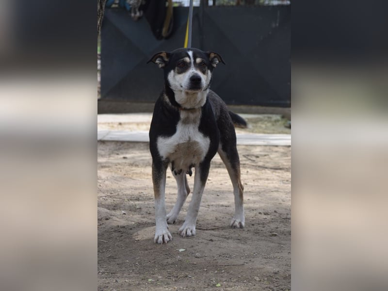 Ayana - liebevolle Hündin, freundlich & verschmust