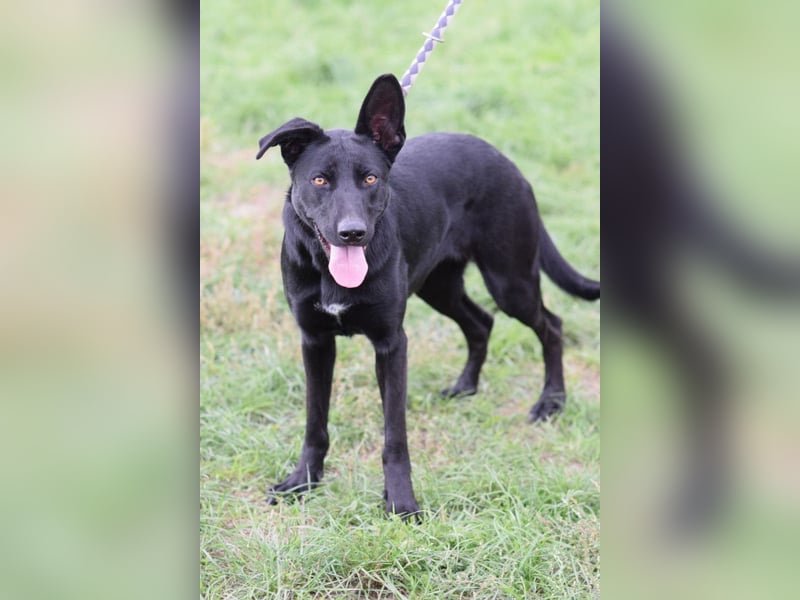 Heidi - tolle Hündin die gelehrig ist und Spaß an Nasenarbeit hat