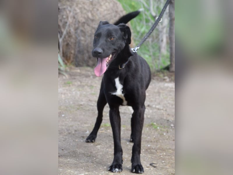 Lacy - freundlicher, aufgeschlossener, neugieriger Rüde