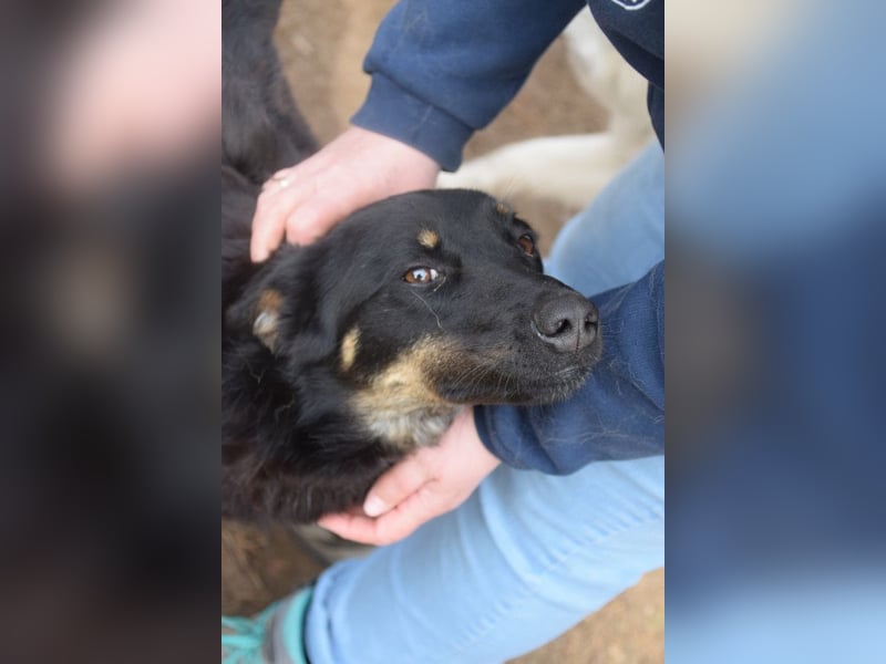 Clyde - sehr  netter freundlicher Rüde der etwas schüchtern ist