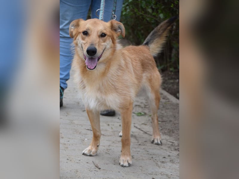 Plum - verschmuster, aufgeschlossener & freundlicher Rüde