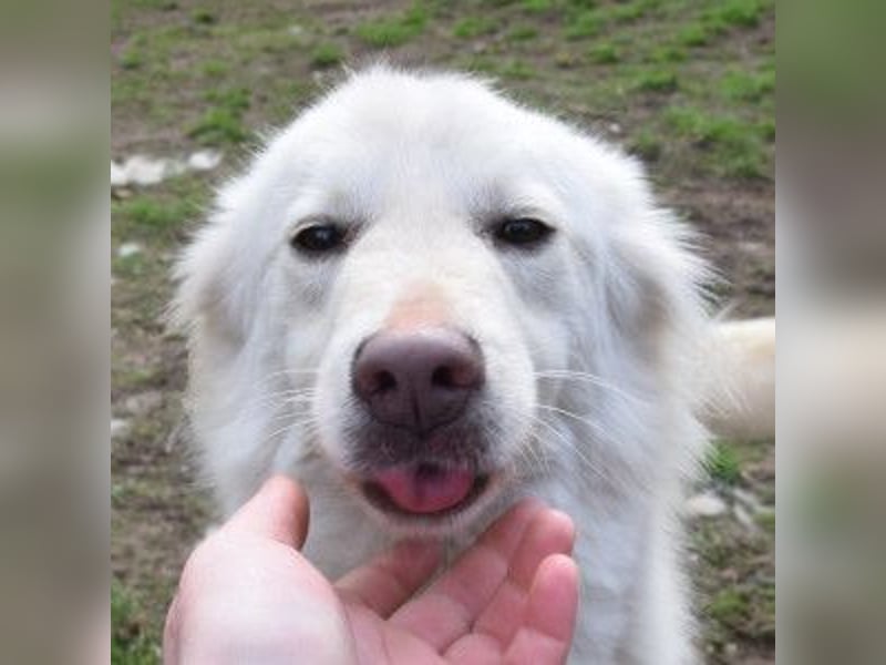 Caruso - zeigt sich freundlich, stubenrein und möchte alles kennenlernen