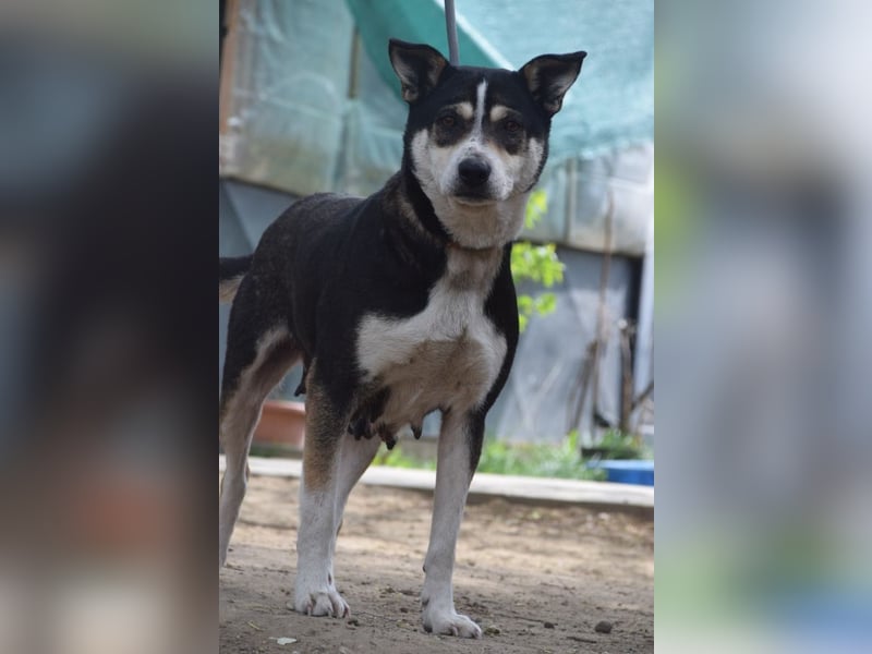 Ayana - liebevolle Hündin, freundlich & verschmust